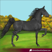 Horse Color:Black Rabicano 