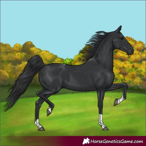Horse Color:Black Tobiano Rabicano 