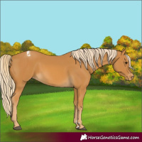 Horse Color:Palomino Appaloosa