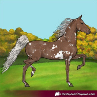 Horse Color:White Spotted Silver Black