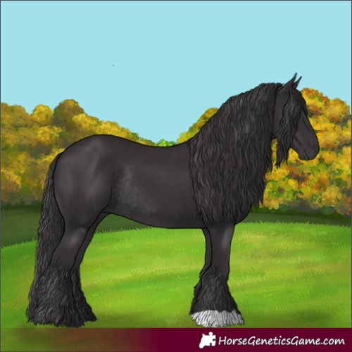 Horse Color:Smoky Black Rabicano 