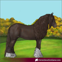 Horse Color:Liver Chestnut Tobiano Skewed Appaloosa Rabicano