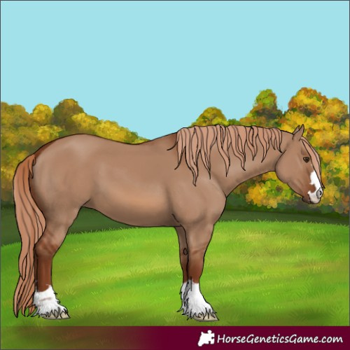 Horse Color:Red Dun