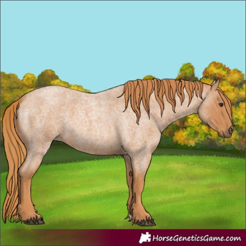 Horse Color:Red Roan 