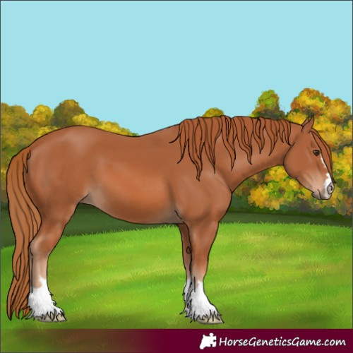 Horse Color:Chestnut 