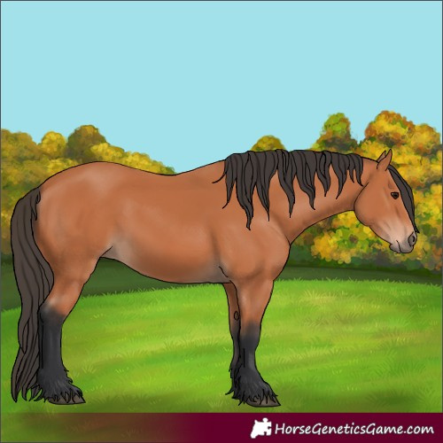 Horse Color:Bay 