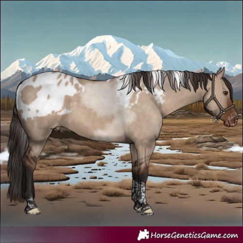 Horse Color:Liver Red Dun Tobiano Skewed LP Spotted 
