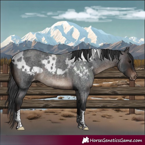 Horse Color:Brown Roan Tobiano Skewed LP Spotted 