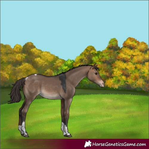 Horse Color:Bay Dun Tobiano Skewed LP Spotted 