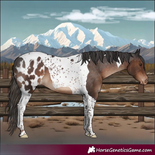 Horse Color:Liver Chestnut Tobiano Skewed LP Spotted 