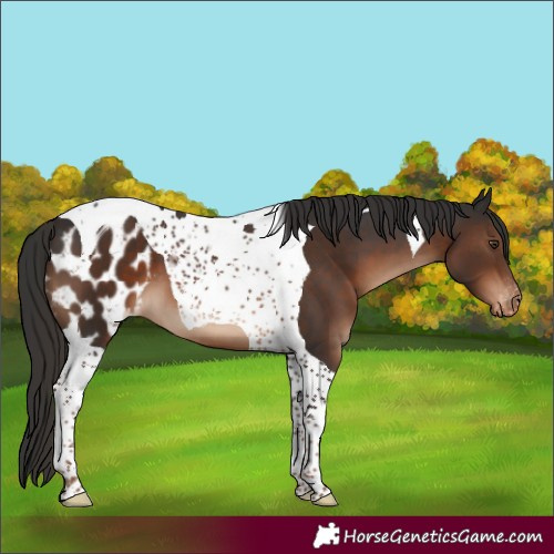 Horse Color:Liver Chestnut Tobiano Skewed Appaloosa 