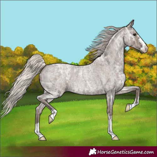Horse Color:Silver Blue Ice Roan 
