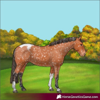 Horse Color:Bay Tobiano Appaloosa