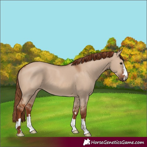Horse Color:Red Dun