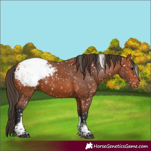 Horse Color:Bay Tobiano Appaloosa 