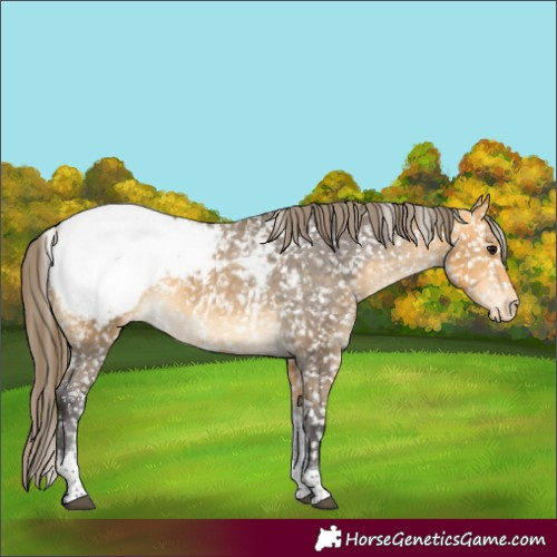Horse Color:Buckskin Tobiano Appaloosa Rabicano