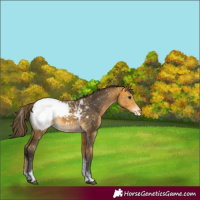 Horse Color:Buckskin Tobiano Appaloosa Rabicano 