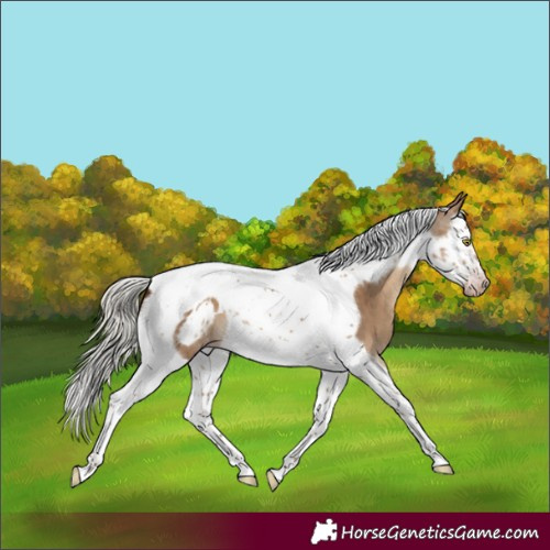 Horse Color:Gray Silver Sable Champagne Dun Splash Tobiano Frame Blanket Brindle