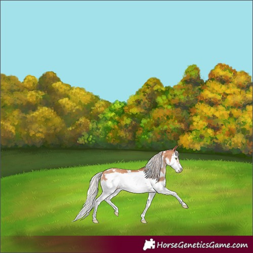 Horse Color:White Spotted Silver Sable Champagne Splash Frame Rabicano
