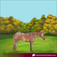 Horse Color:Chestnut Ice 