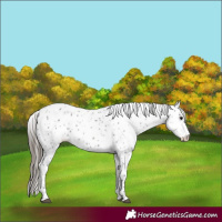 Horse Color:Grullo Appaloosa