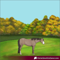 Horse Color:Classic Champagne Sabino