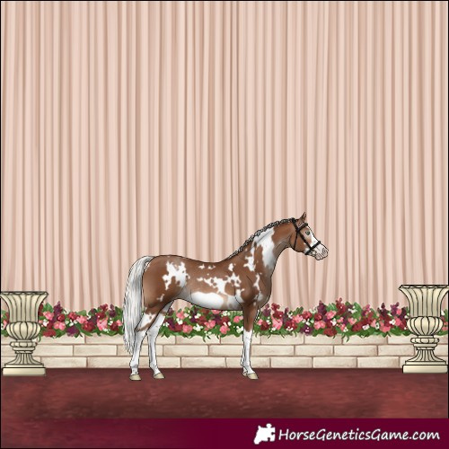 Horse Color:Gray White Spotted Silver Sable Champagne Splash Frame Appaloosa Rabicano 