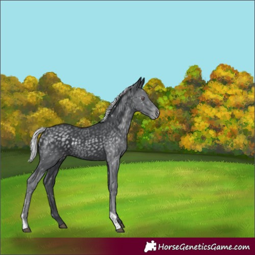 Horse Color:Silver Black Chinchilla Tobiano Snowflake Varnish
