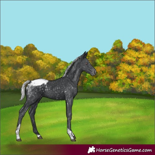 Horse Color:Silver Black Chinchilla Tobiano Snowcap