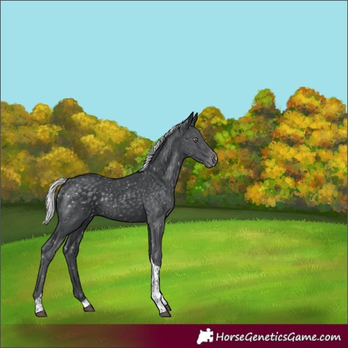 Horse Color:Silver Black Chinchilla Tobiano Appaloosa 