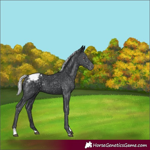 Horse Color:Silver Black Chinchilla Tobiano Snowflake Varnish