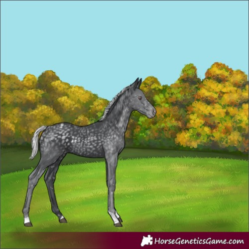Horse Color:Silver Black Chinchilla Tobiano Snowflake Varnish