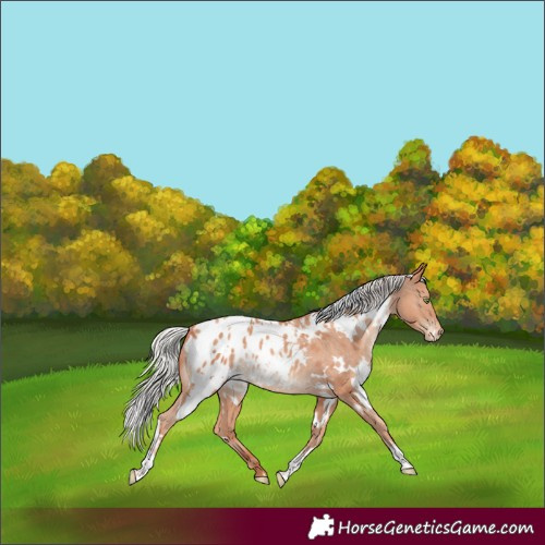Horse Color:White Spotted Silver Sable Champagne Blanket