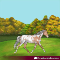 Horse Color:White Spotted Silver Sable Champagne Appaloosa 