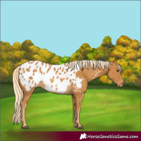 Horse Color:Palomino Blanket