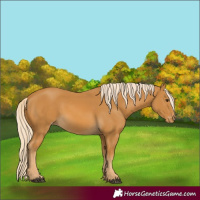Horse Color:Palomino Appaloosa