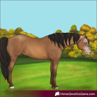 Horse Color:Gray Amber Champagne