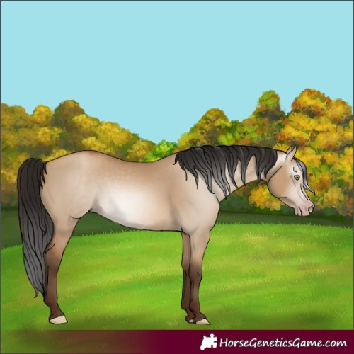 Horse Color:Gray Amber Champagne Dun 