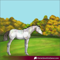 Horse Color:Bay Ice Sabino Splash Frame