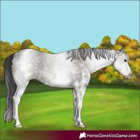 Horse Color:White Spotted Grullo Sabino Splash