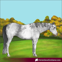 Horse Color:White Spotted Black Splash 
