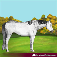 Horse Color:Black Sabino Splash Frame