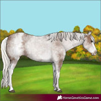 Horse Color:White Spotted Silver Black Splash 
