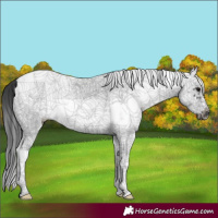 Horse Color:White Spotted Black Splash Frame
