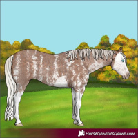 Horse Color:Silver Black Sabino Splash 