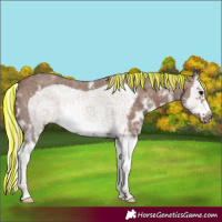 Horse Color:Painted Silver Black Sabino Splash Frame