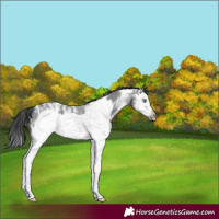 Horse Color:Black Ice Sabino Splash Frame