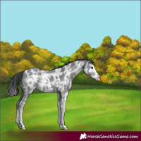 Horse Color:Black Ice Sabino Splash 