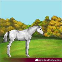 Horse Color:White Spotted Black Splash Frame Rabicano 