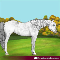 Horse Color:White Spotted Black Ice Splash Frame Rabicano 